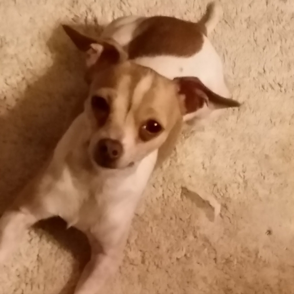 Meet your Posher, Veronica - Picture 5 of 12